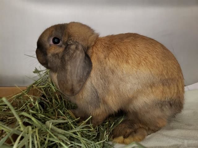 Pet of the week: Pixie